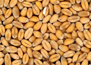 pšeničná zrna
