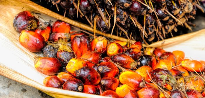 palma olejná